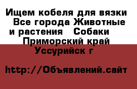 Ищем кобеля для вязки - Все города Животные и растения » Собаки   . Приморский край,Уссурийск г.